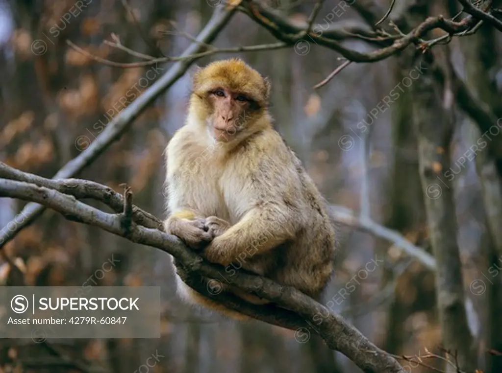 Barbary Macaque - sitting on branch , Macaca sylvana