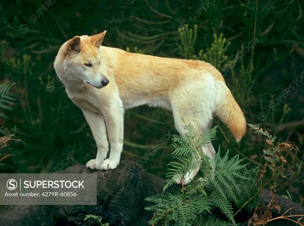 Dingo - standing on tree trunk , Canis Lupus Dingo