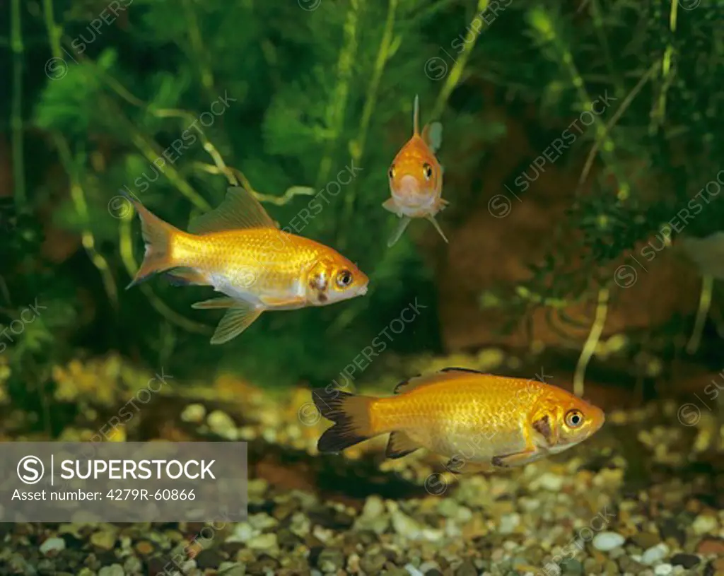 Goldfish , Carassius auratus