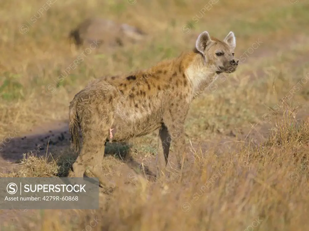 Spotted hyena - standing , Crocuta crocuta