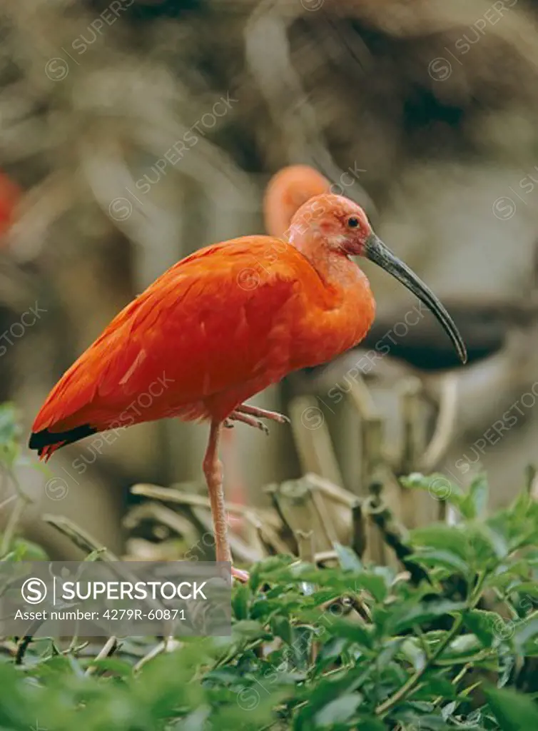 Scarlet ibis - standing , Eudocimus Ruber
