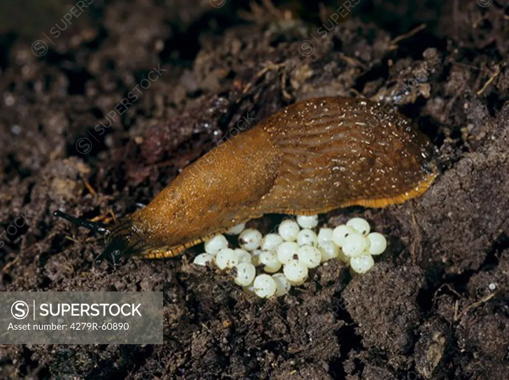 Red slug with eggs , Arion rufus