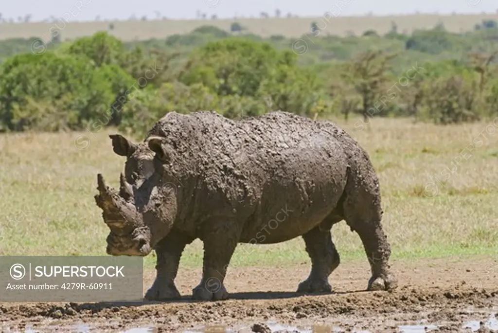 White Rhinocerus - covered with mud ,  Ceratotherium Simum