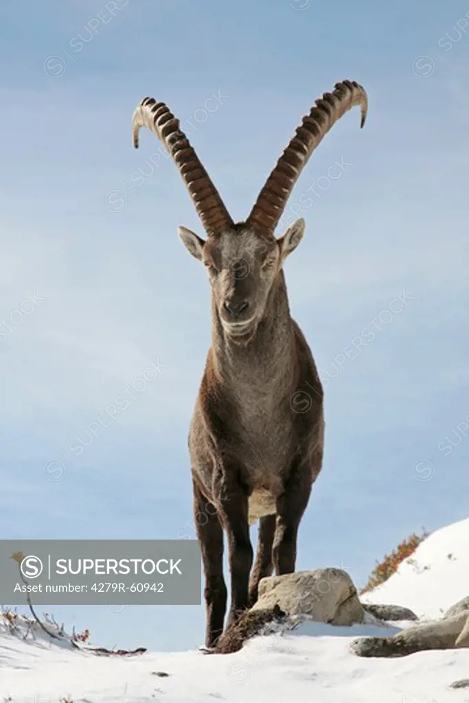Alpine ibex - standing , Capra ibex