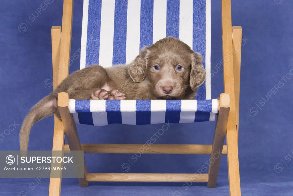 Weimaraner dog - puppy lying on deck-chair