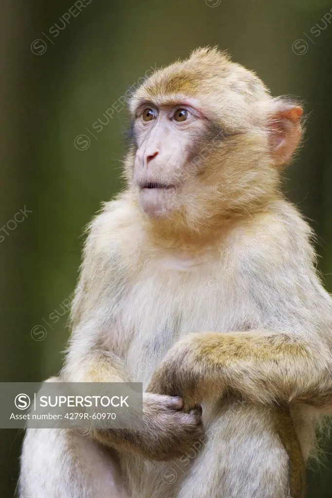 Barbary Macaque - sitting , Macaca sylvanus
