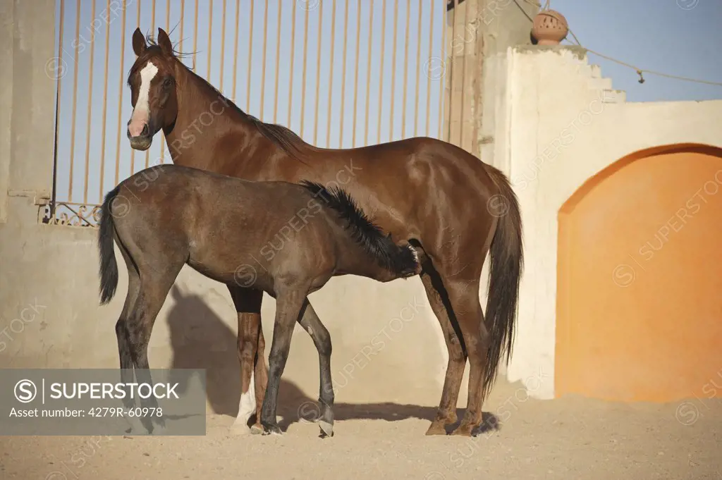 Arabian horse - mare suckling foal
