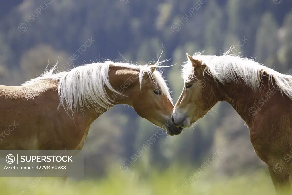 two Haflinger horses - smooching