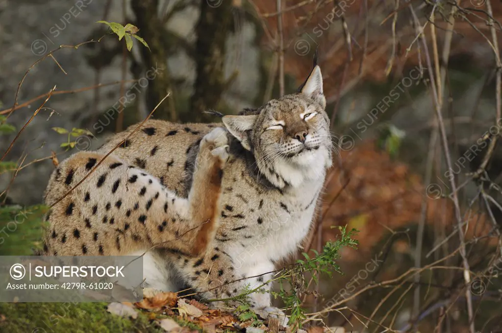 lynx - scratching itself , Lynx lynx