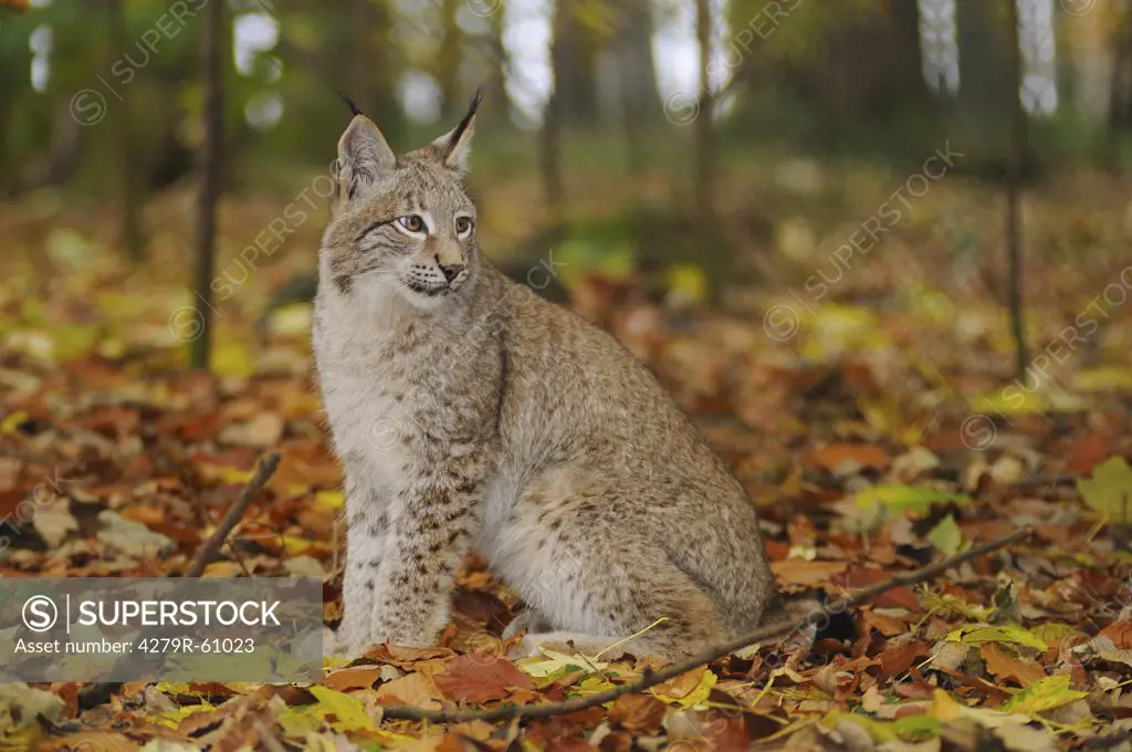 lynx - sitting in foliage , Lynx lynx