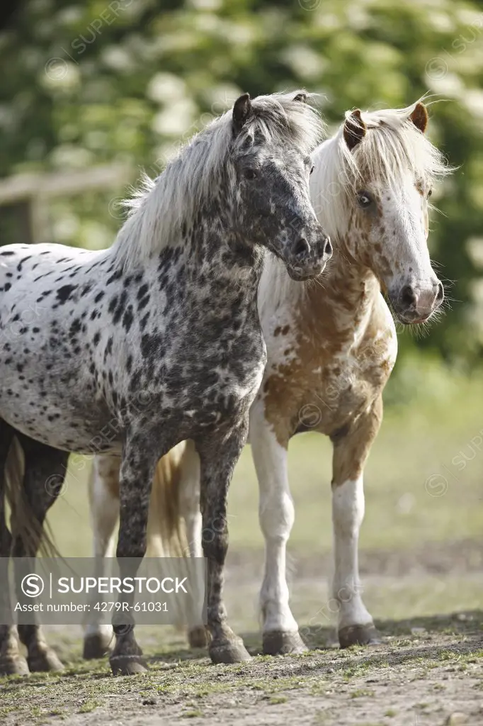 two German part-bred Shetland pony horses