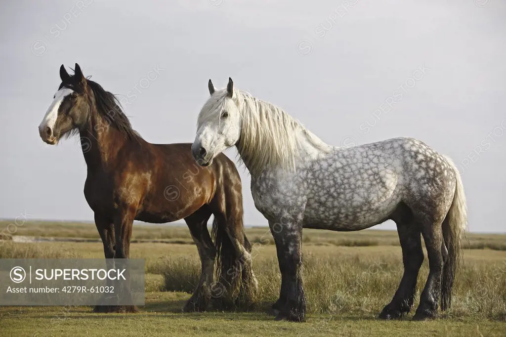 Shire Horse and Percheron horse on meadow