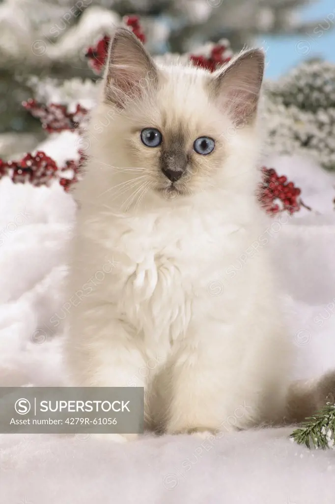 Sacred cat of Burma - kittten in snow