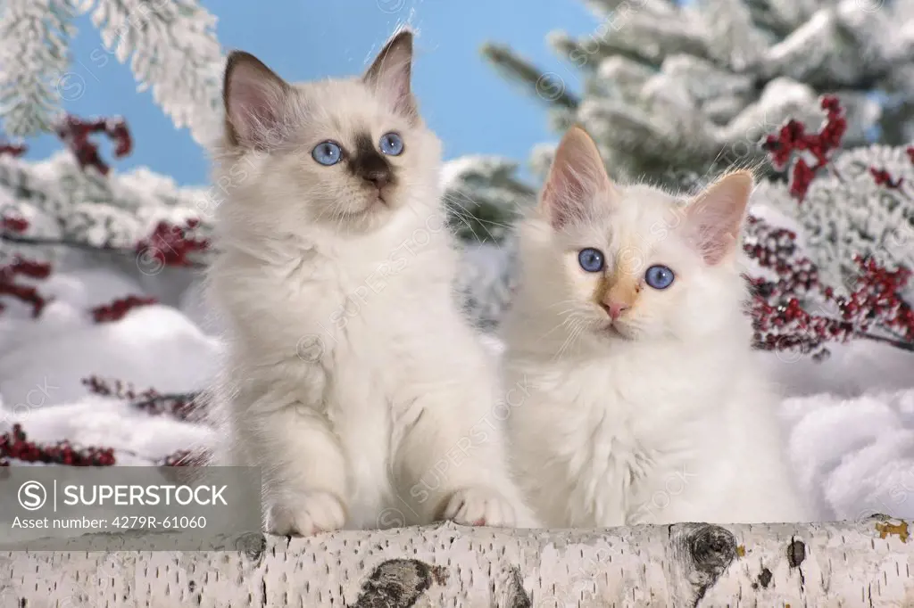 Sacred cat of Burma - two kittens in snow