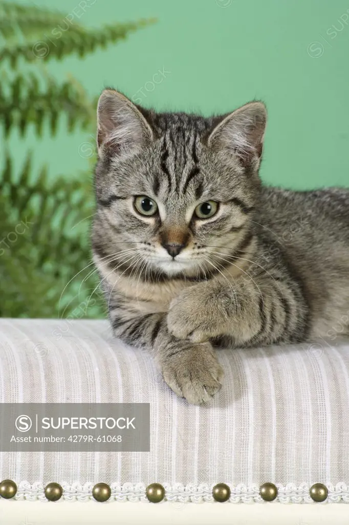 tabby cat - kitten lying