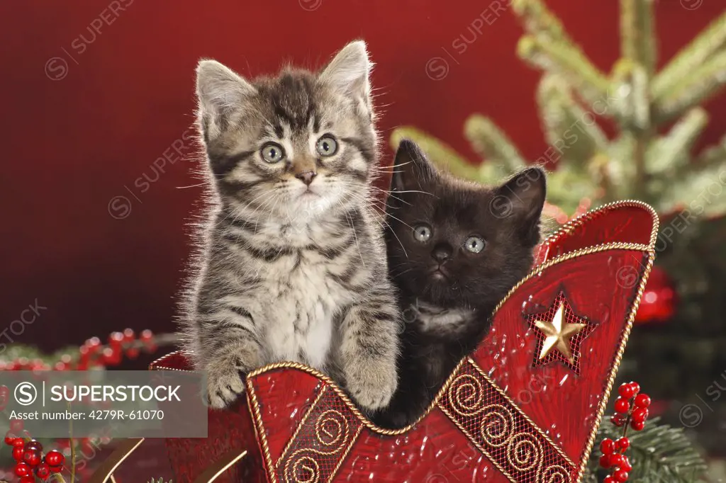 Christmas, two cats - kittens in sledge