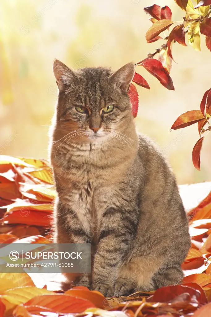 tabby domestic cat - sitting in foliage
