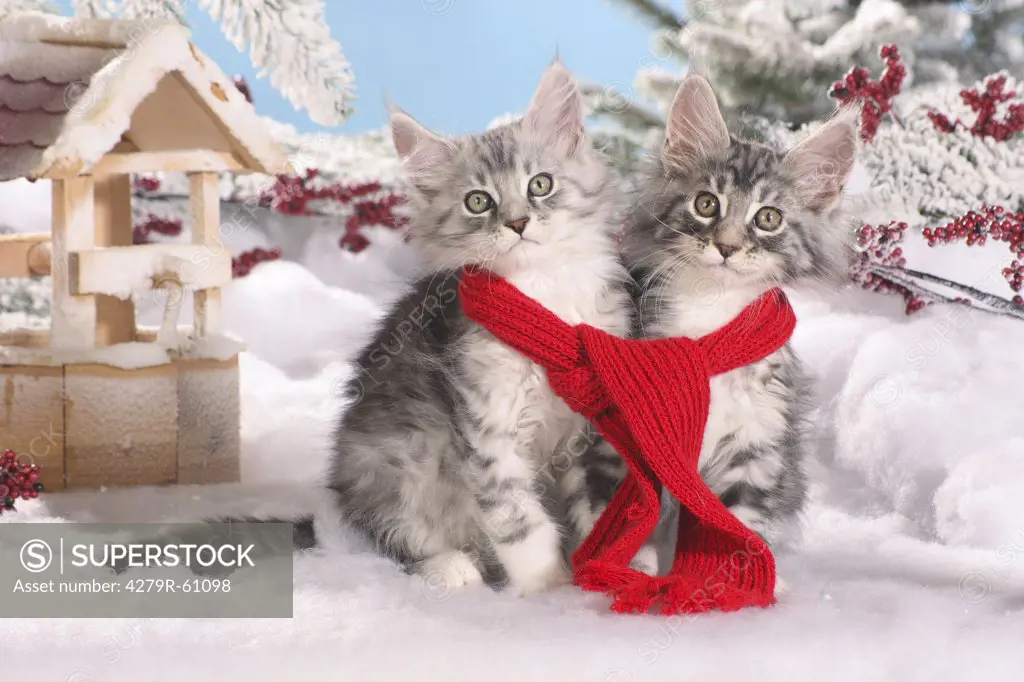 Maine Coon cat - two kittens sitting in snow