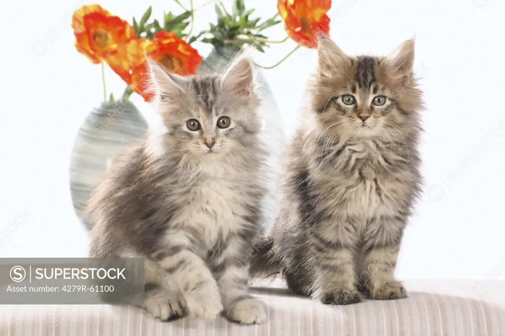 Maine Coon cat - two kittens in front of flowers