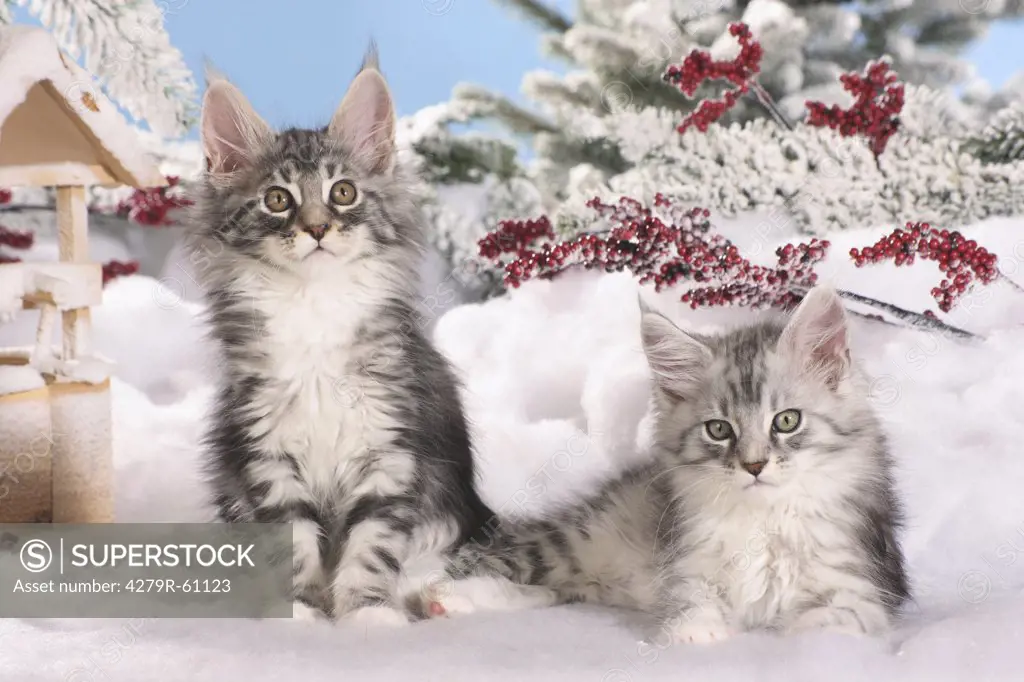 Maine Coon cat - two kittens in the snow