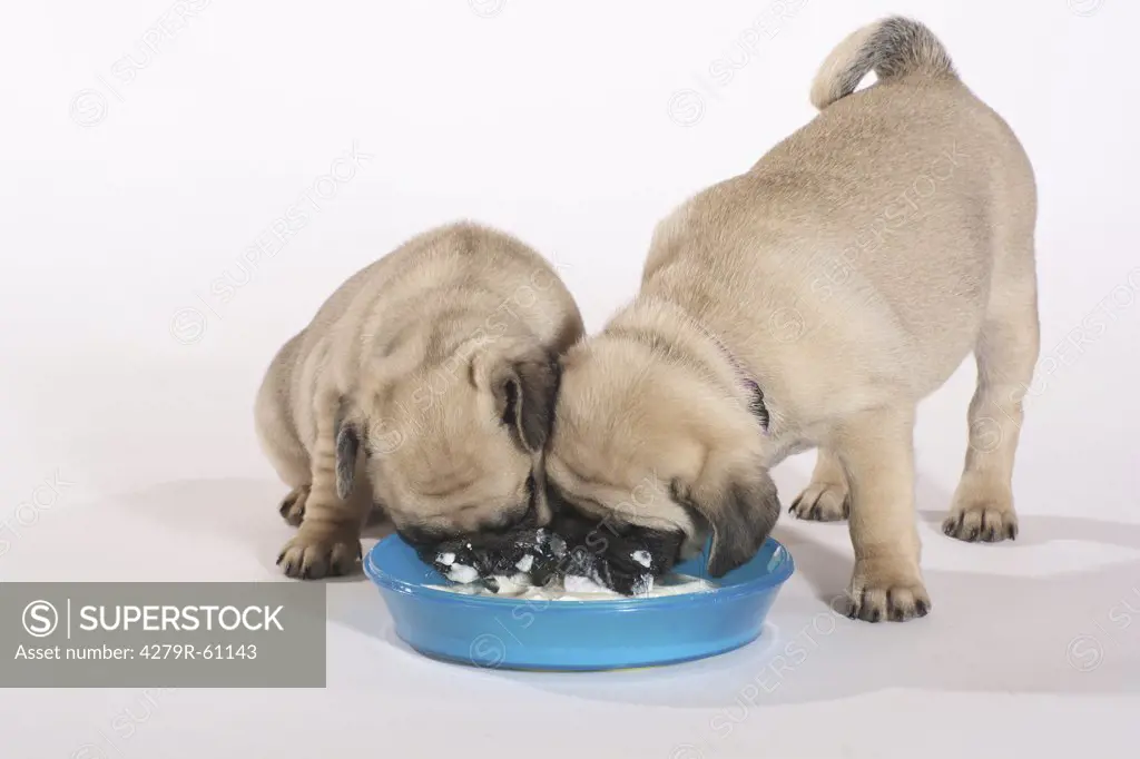 pug dog - two puppies munching - cut out