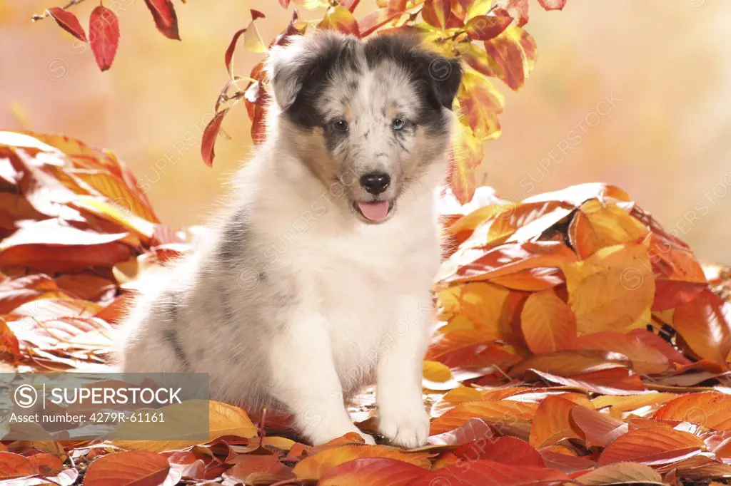 Sheltie dog -  puppy sitting in autumn foliage