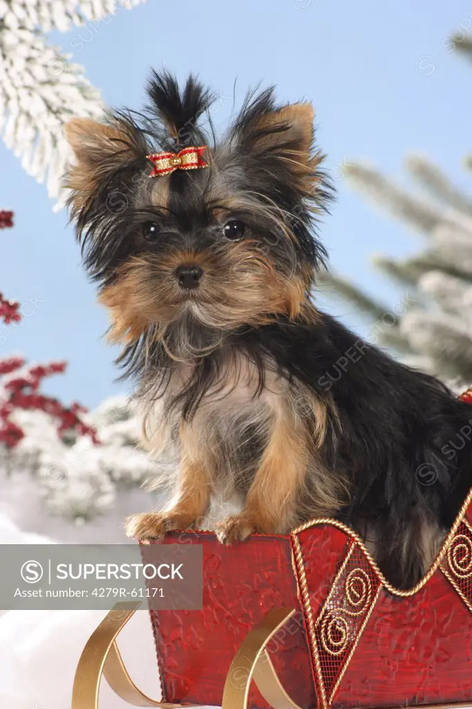 Yorkshire Terrier dog - puppy on sledge