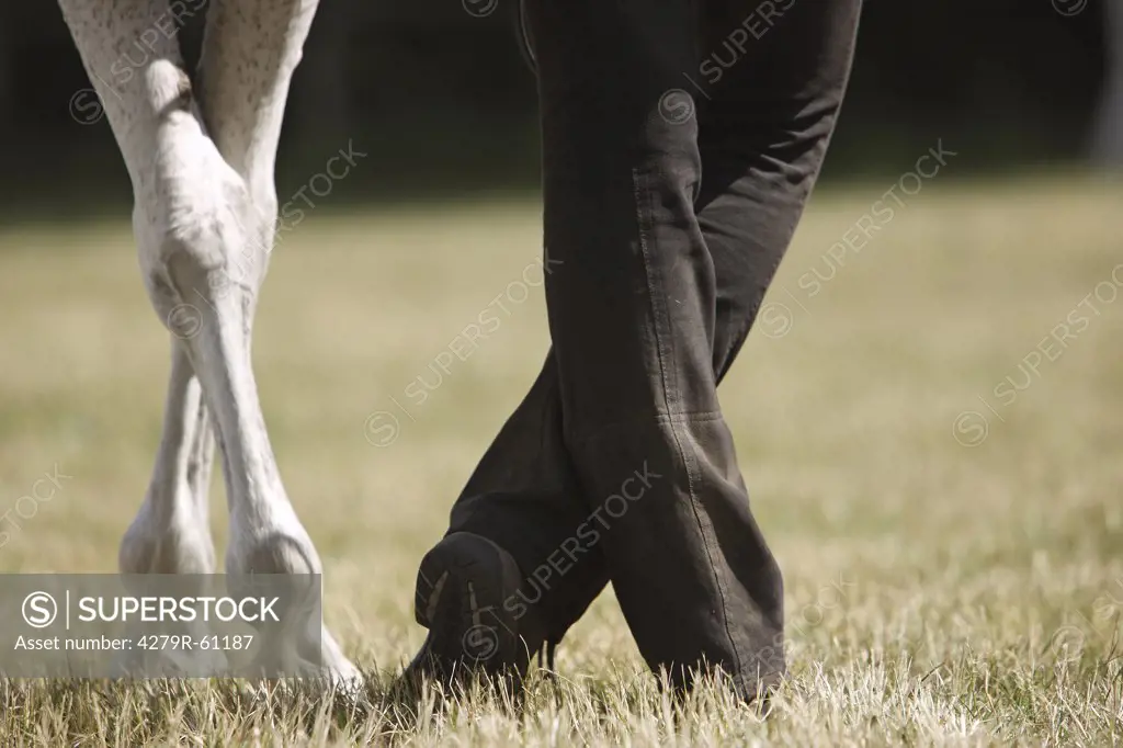 legs of an Arabian horse and a person
