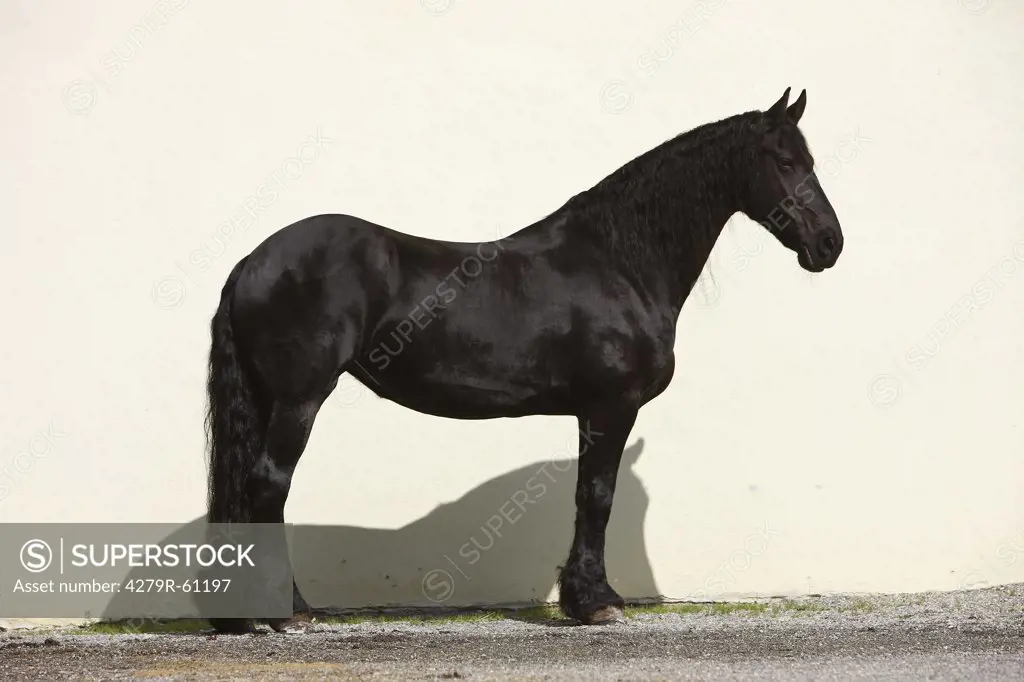 Friesian horse - standing