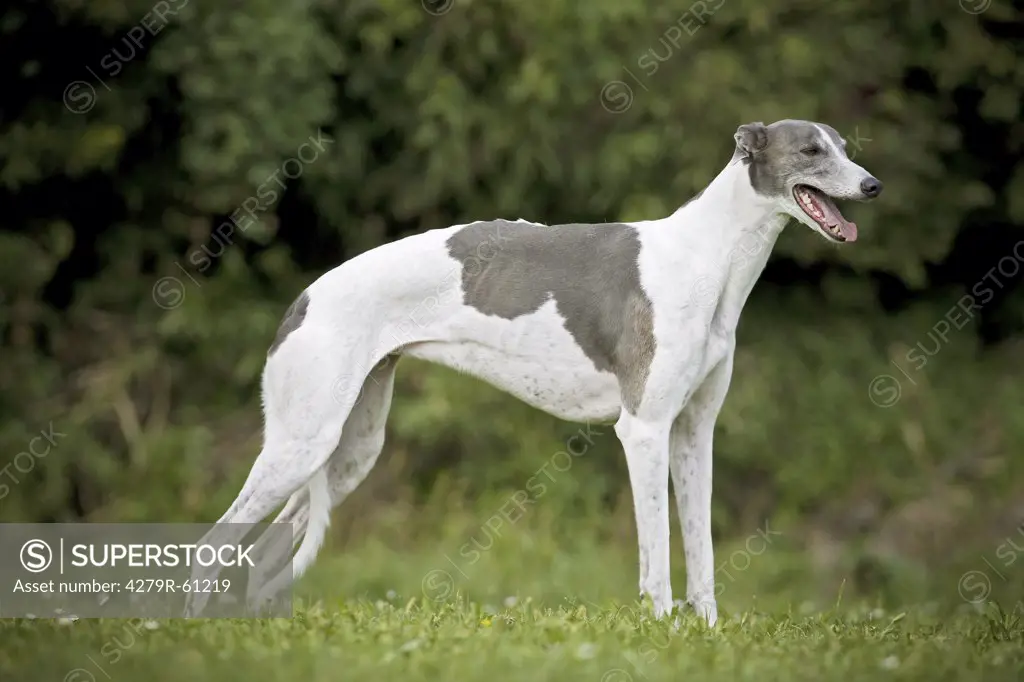 Greyhound dog - standing on meadow