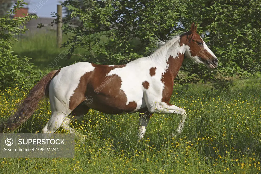 Paint Horse - walking on meadow