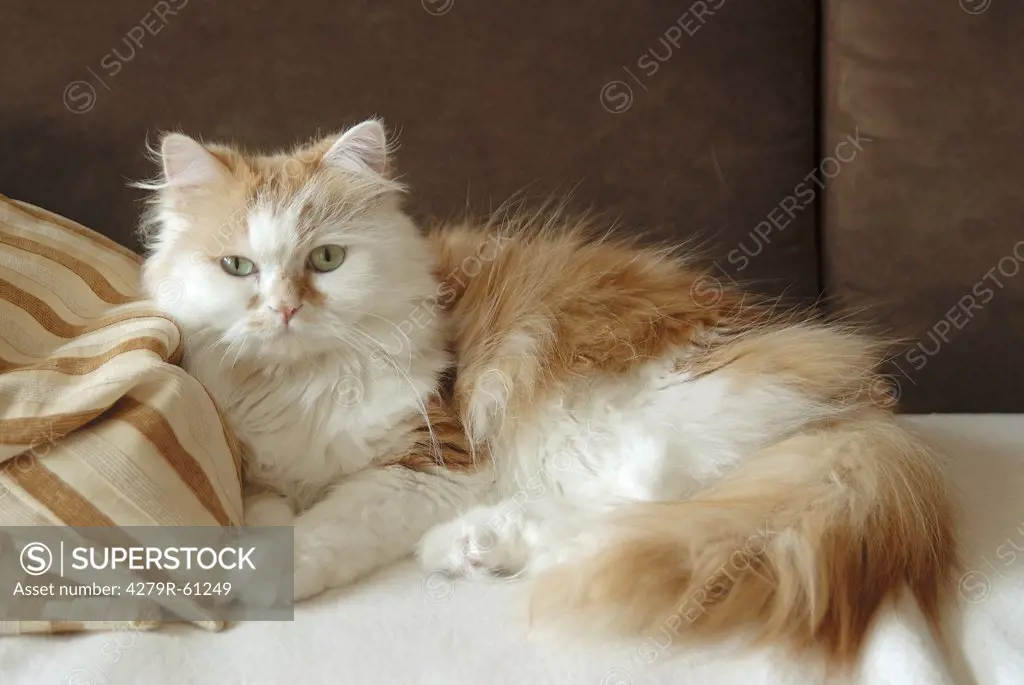 domestic cat (Persian cat,Maine Coon) - lying