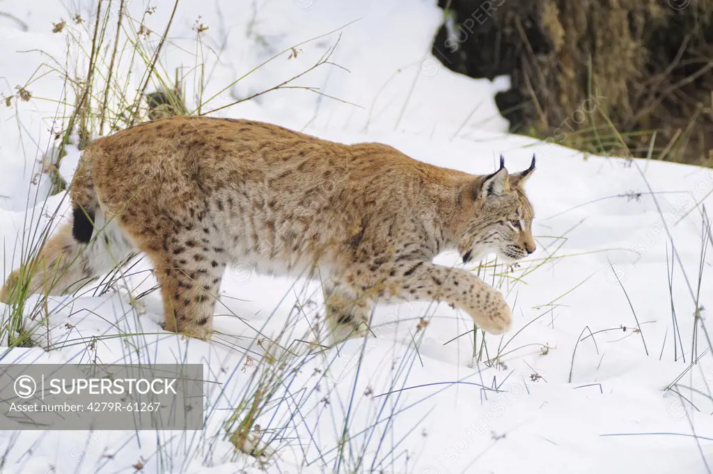 Eurasian Lynx - walking in the snow , Lynx felis
