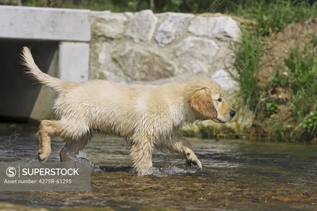 Golden Retriever dog in the water