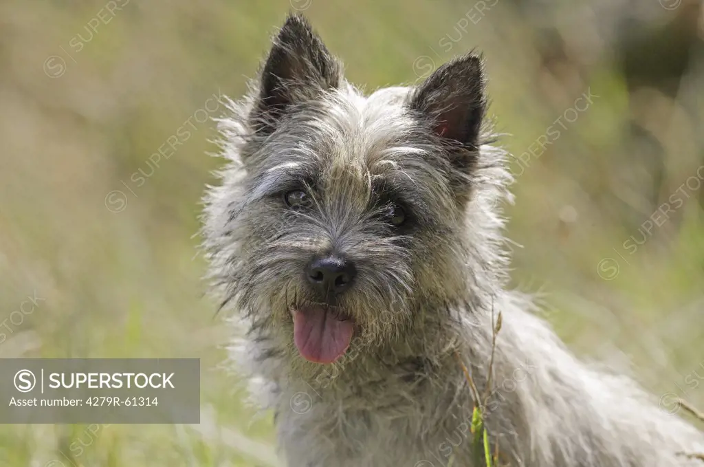 Cairn Terrier dog - portrait