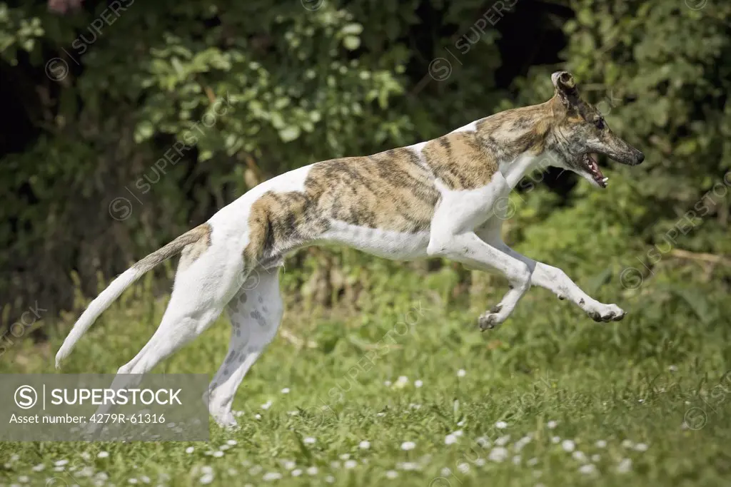 Greyhound dog - running on meadow