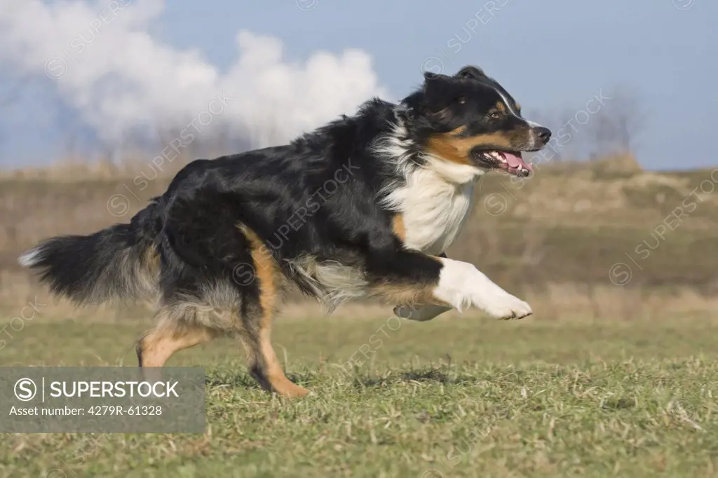 Australian Shepherd dog - running on meadow