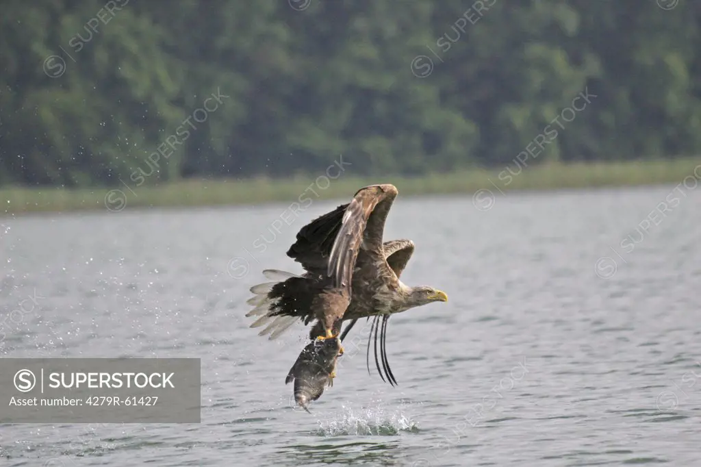 White-tailed eagle - flying with prey , Haliaeetus albicilla