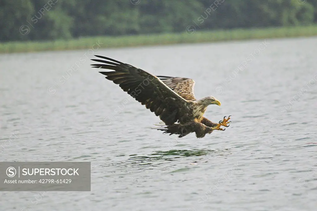 White-tailed eagle - landing on water , Haliaeetus albicilla