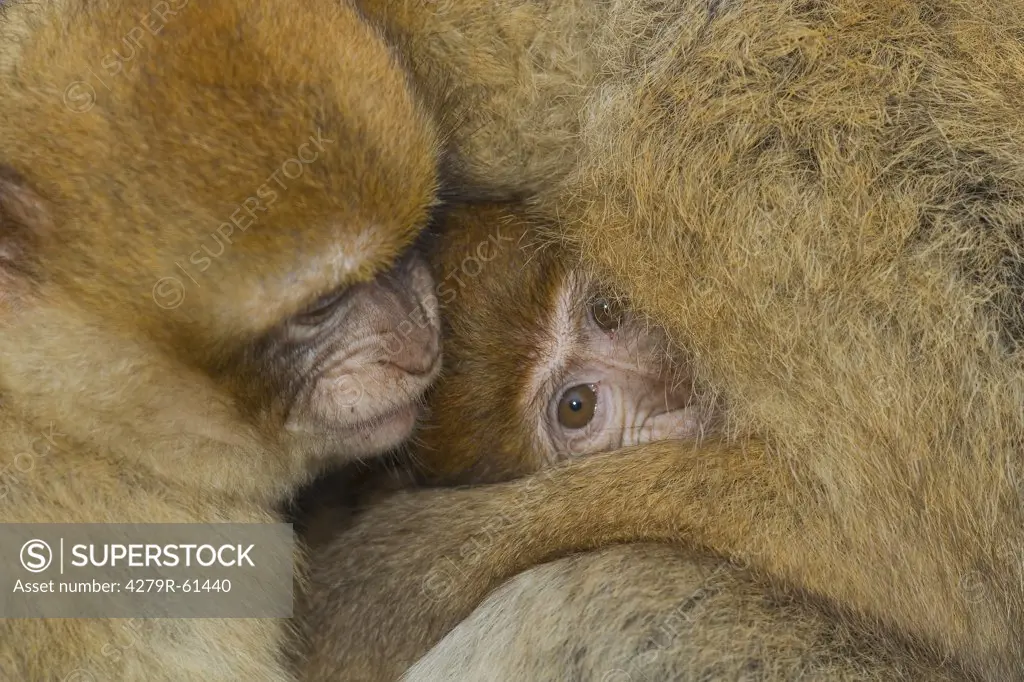 Barbary Macaque - cub with mother , Macaca sylvanus
