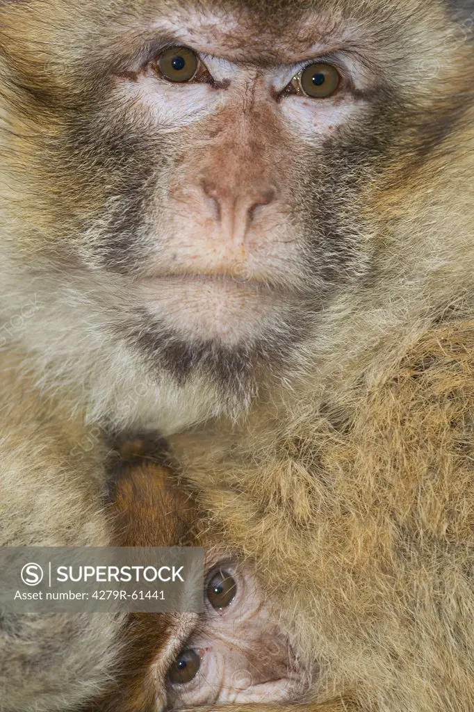 Barbary Macaque - cub with mother , Macaca sylvanus