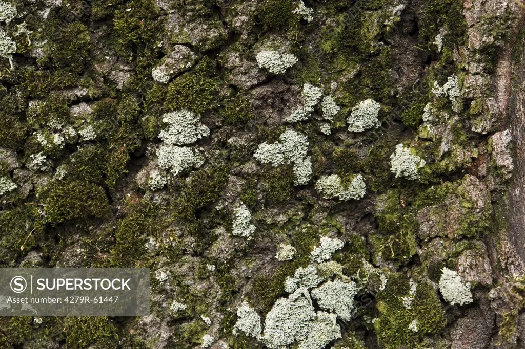 bark of a tree - covered with moss and lichen