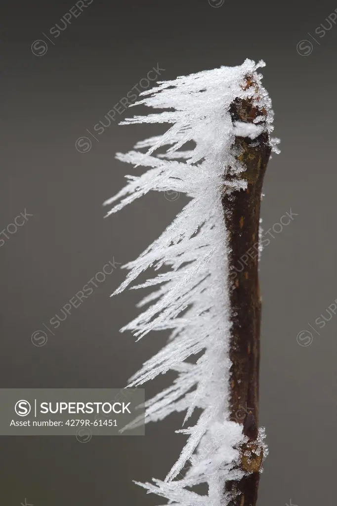 branch - covered with ice