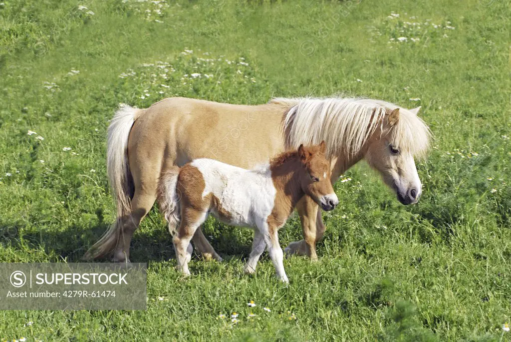 Mini Shetland pony horse and foal on meadow