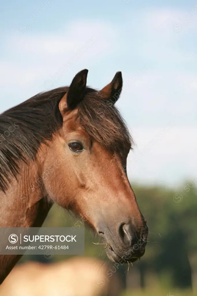 Welsh Pony horse - portrait