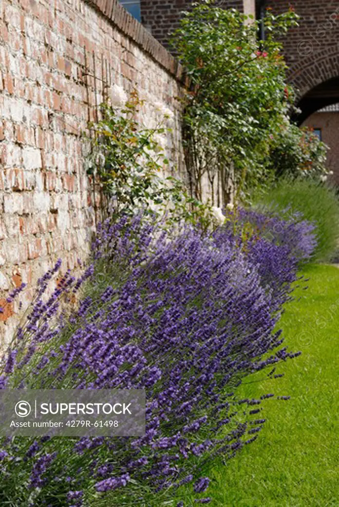 Common Lavender at wall , Lavendula angustifolia