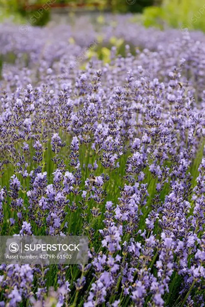Common Lavender , Lavandula angustifolia