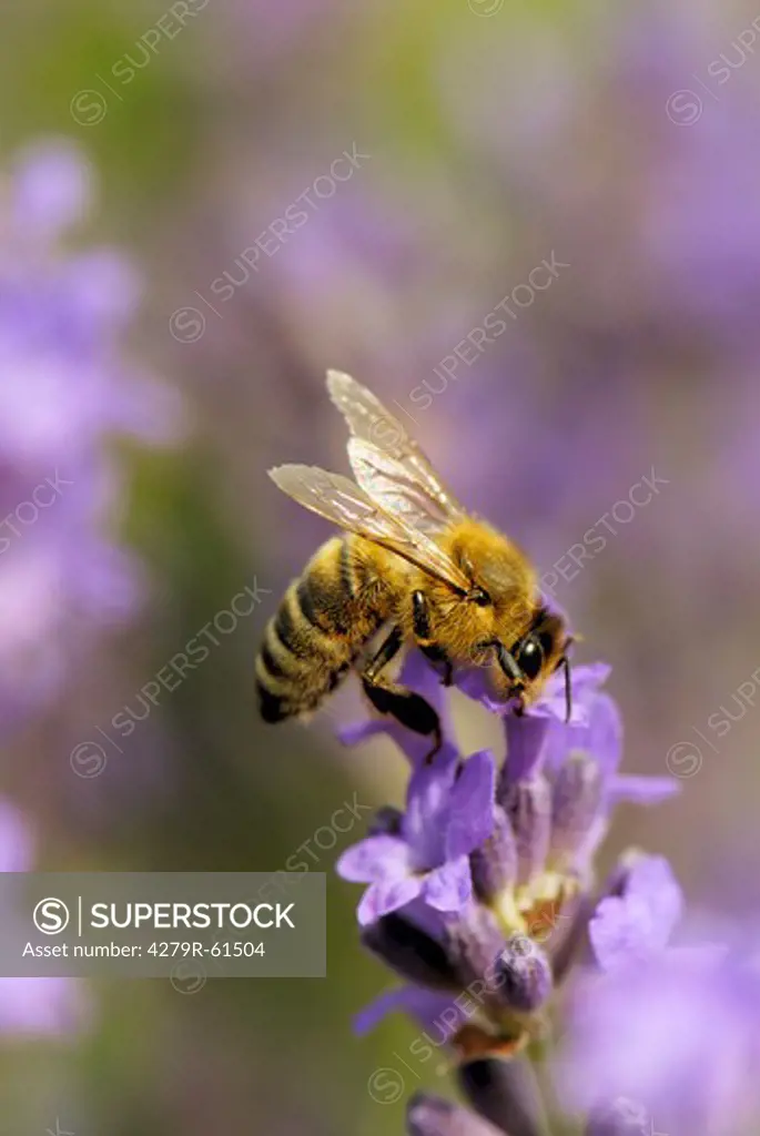 bee at blossom of Common Lavender , Lavandula angustifolia