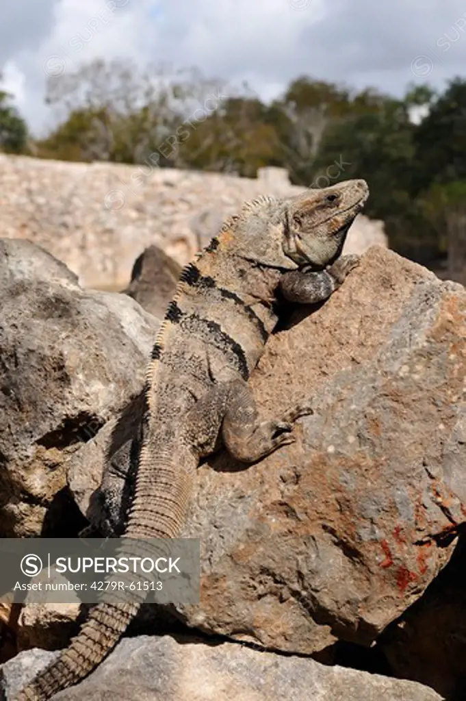 Black Spiny-tailed Iguana on rocks , Ctenosaura similis