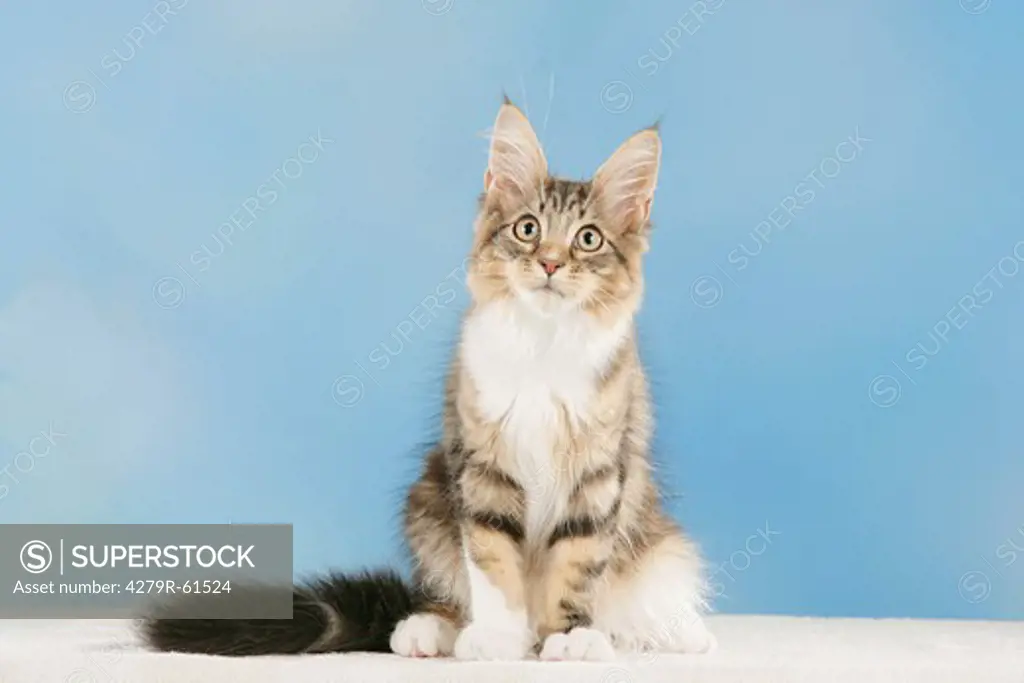 Maine Coon - sitting - cut out